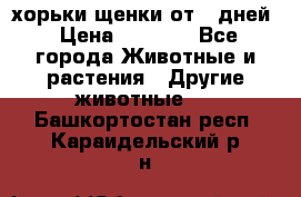 хорьки щенки от 35дней › Цена ­ 4 000 - Все города Животные и растения » Другие животные   . Башкортостан респ.,Караидельский р-н